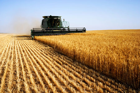 corn.jpg